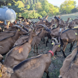 chèvres cornues bio en lait et bouc cornu