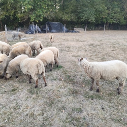 Agnelles vendéennes