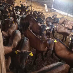 Vends chevrettes