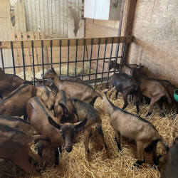 À vendre – 12 Chevrettes Alpines