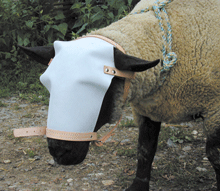 MASQUE BELIER