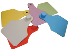 ALLFLEX SENIOR FEMELLE