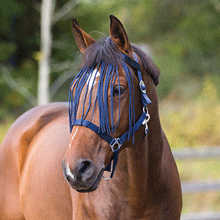 FRONTAL CHASSE MOUCHE