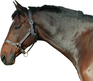 LICOL CUIR HUILE PONEY
