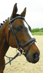 BRIDON ARGES ODYSSEY
