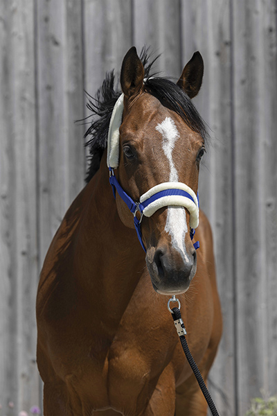 LICOL NYLON + MOUTON  - photo 2