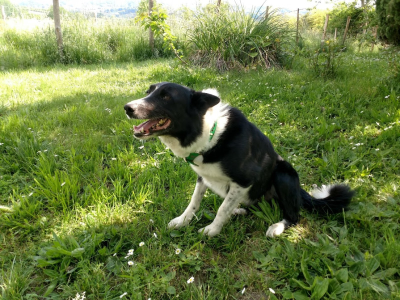 Border Collie troupeau - Petites annonces - Alliance Elevage Border Collie troupeau - Petites annonces - Alliance Elevage