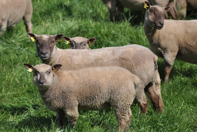 Brebis Agnelles et béliers race Mouton Vendéen Petites annonces Alliance Elevage