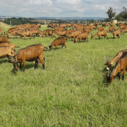 Vente - Chèvres Chevrettes