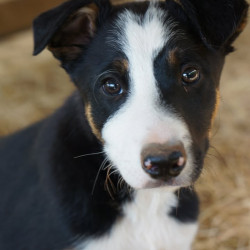 Vds chiots Border Collie LOF