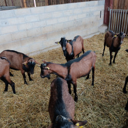 Vds boucs Alpins