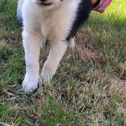 Vds chien de travail Border Collie