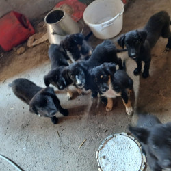 Vente - Chiens