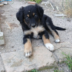 Vds chiots Border Collie