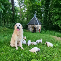 Vds chiots Montagne des Pyrénées