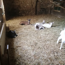 Vds chevrettes sevrées 