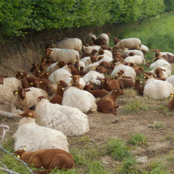 A réserver 30 agnelles Solognotes