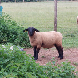 Vds jeune bélier Suffolk