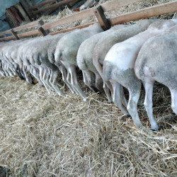 Vds lot d'agnelles pure race Lacaune lait AB et/ou croisées Lacaune Hampshire
