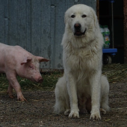 Vds chiots de protection Berger des Abruzzes