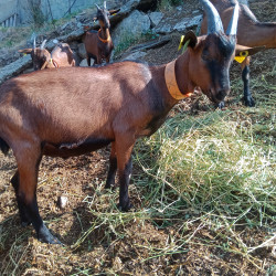 Boucs reproducteurs Alpins