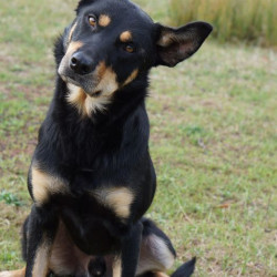 Chiots working kelpies mâles LOF