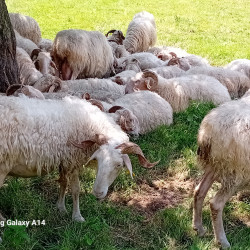 80 brebis laitières à vendre race basco béarnaise