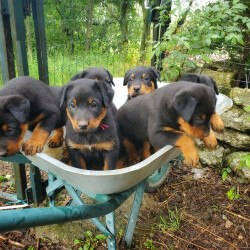 Chiots beaucerons dispos 29 juin
