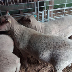 VENDS BELIER CHAROLLAIS