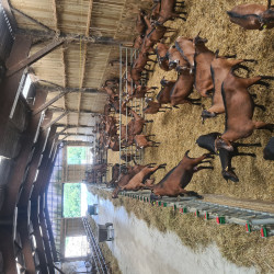 60 chevrettes alpines pleines à vendre