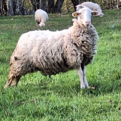 Vente - Brebis Agnelles