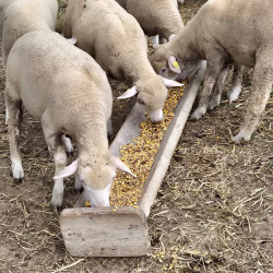 Vente - Brebis Agnelles