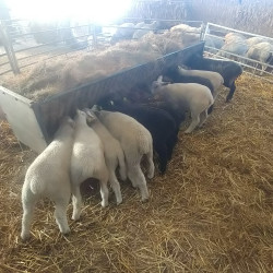 Vds 7 agnelles pures Boulonnaises