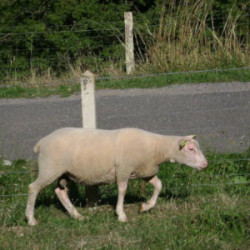 Vente - Béliers