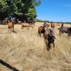 Vente - Chèvres Chevrettes