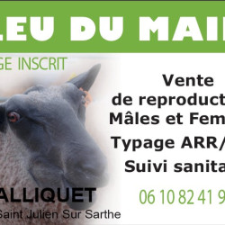 Vente - Brebis Agnelles