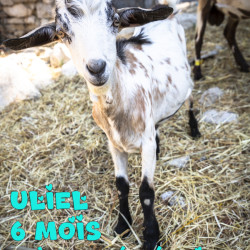 Vds Uliel race Provençale