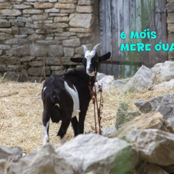 Vds bouc race Provençale