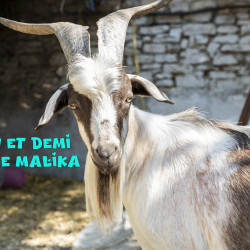 Vds bouc race Provençale