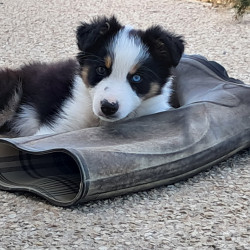 Vente - Chiens