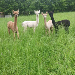Vente - Animaux divers
