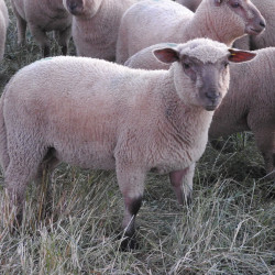 Vds 10 agnelles Vendéennes pures