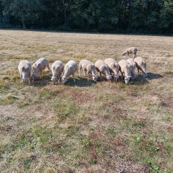 Vds agnelles Charmoises 