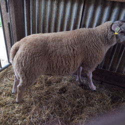 Vds bélier Texel reproduction 
