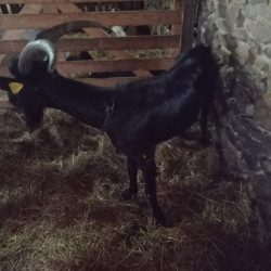 Vente - Boucs Chevreaux
