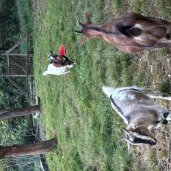 Vds chevreaux 6 mois