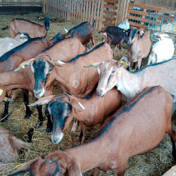Vds chevrettes Alpines 