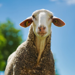 Le centre agroécologique des Amanins à la roche sur Grane vd son troupeau de 33 brebis laitières Lacaune. 
