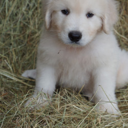 Vente - Chiens