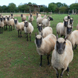 Vente - Brebis Agnelles